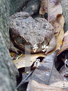 多少錢構(gòu)成開設(shè)賭場罪(開設(shè)賭場罪多少錢算情節(jié)嚴(yán)重)