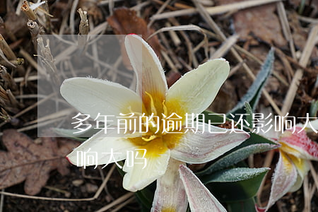 多年前的逾期已还影响大吗(4年前的逾期影响大吗)