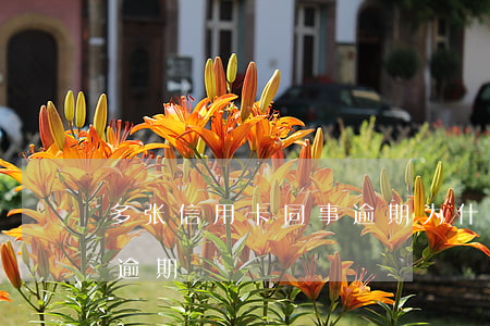 多张信用卡同事逾期(为什么那么多人信用卡逾期)