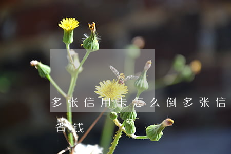 多张信用卡怎么倒(多张信用卡怎么倒着用最省钱)