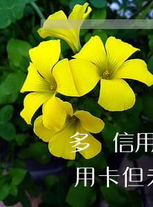多張信用卡但未逾期會影響征信嗎-多張信用卡但未逾期會影響征信嗎知乎