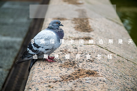 多張信用卡同時逾期幾天(四五張信用卡同時逾期幾個月會怎樣)