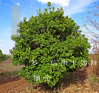 多張信用卡如何算逾期(多張信用卡如何算逾期金額)