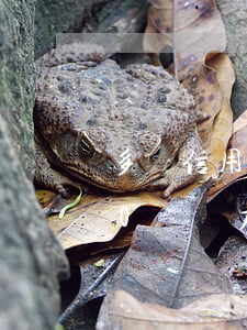 多張信用卡欠款40萬-多張信用卡欠款40萬無力償還