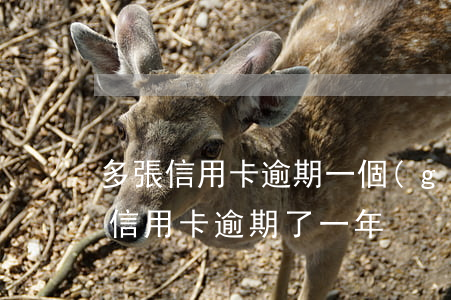 多張信用卡逾期一個(gè)月后果(好幾張信用卡逾期了一年)