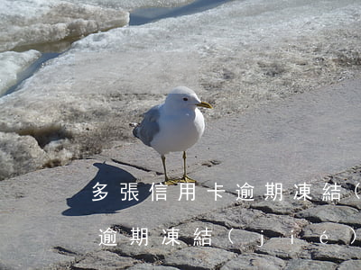 多張信用卡逾期凍結(jié)(多張信用卡逾期凍結(jié)賬戶)