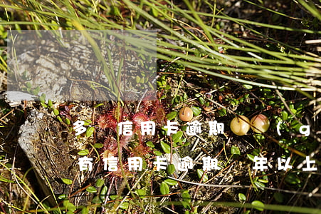 多張信用卡逾期幾個(gè)月還不上 有沒有信用卡逾期兩年以上的