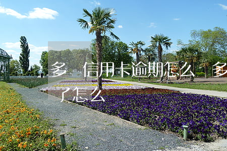 多張信用卡逾期怎么辦(多家銀行信用卡逾期了怎么辦)