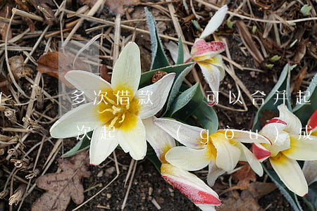 多次借款訴訟可以合并起訴嗎(同一筆借款兩次起訴構(gòu)成)