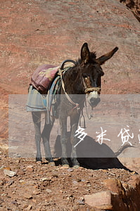 多米贷逾期还款入口(多米贷怎么没有了)