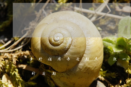 多行信用卡逾期只還款一家(多張信用卡,有一行逾期)