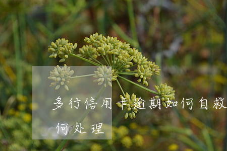 多行信用卡逾期如何自救(多家信用卡逾期如何处理)