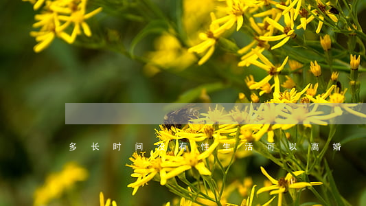 多长时间没有性生活可以离婚
