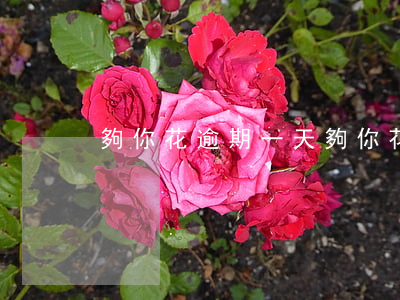 夠你花逾期一天(夠你花逾期一天催收)
