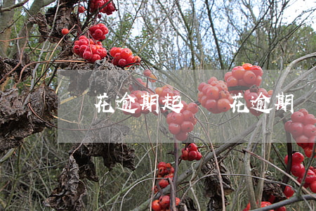 夠花逾期起訴(夠花逾期兩年)