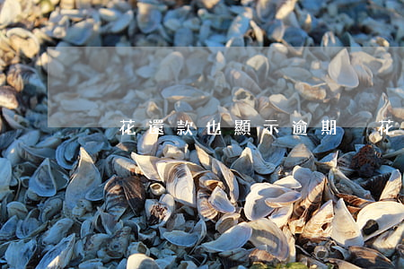 夠花還款也顯示逾期(夠花逾期不讓還了)
