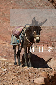夢見老公出軌要離婚