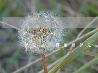 夢見自己要離婚(夢見自己要離婚是什么意思)