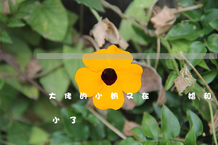 大佬的小奶又在鬧離婚(和大佬離婚當天我變小了)