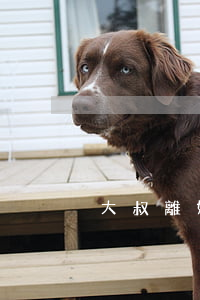 大叔離婚后遺棄孩子(大叔離婚后遺棄孩子)