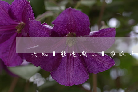 大地貸款逾期上門催收(大地時貸暴力催款)