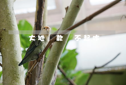 大地貸款還不起咋辦