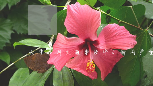 大坪庄科交通事故(坪山新闻严重交通事故)