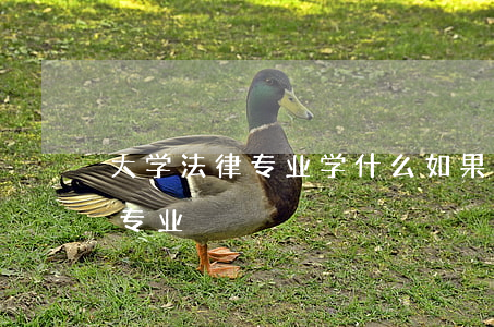 大学法律专业学什么(如果学法律应该学什么专业)