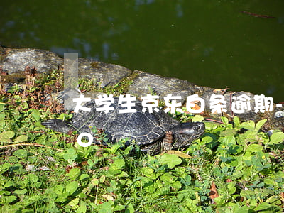 大学生京东白条逾期-京东白条逾期1500