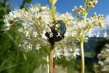大学生当兵体检(大学生当兵体检项目有哪些内容)