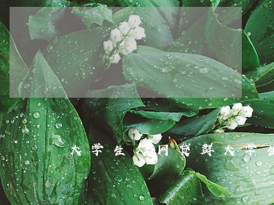 大学生欠网贷群(大学生欠网贷的多吗)