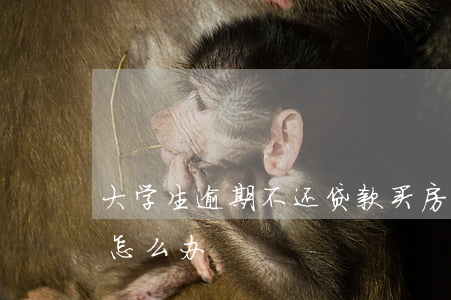 大学生逾期不还贷款买房(大学生贷款逾期了怎么办)