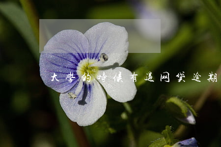 大学的时候有过网贷逾期(网贷逾期吧)