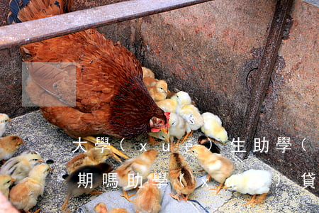 大學(xué)生助學(xué)貸款有逾期嗎(助學(xué)貸款利息逾期)