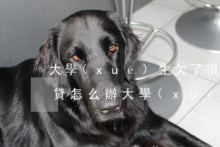 大學(xué)生欠了很多網(wǎng)貸怎么辦(大學(xué)畢業(yè)欠了四萬網(wǎng)貸怎么辦)