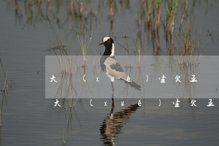 大學(xué)生欠五萬網(wǎng)貸(大學(xué)生欠五萬網(wǎng)貸)