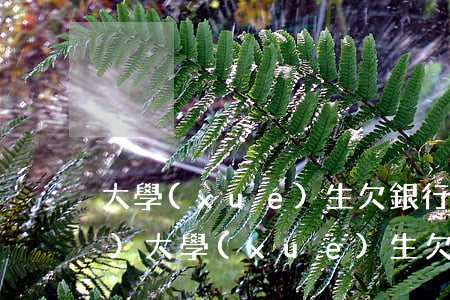 大學(xué)生欠銀行300萬(wàn)(大學(xué)生欠銀行300萬(wàn)怎么辦)