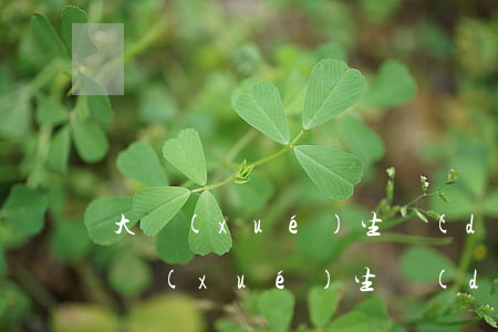 大學(xué)生當(dāng)兵好嗎(大學(xué)生當(dāng)兵好么)