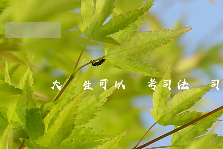 大學生可以報考司法嗎(司法考試大學生能考嗎)