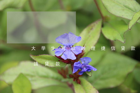 大學生可以辦理捷信貸款(捷信app貸款申請貸款)