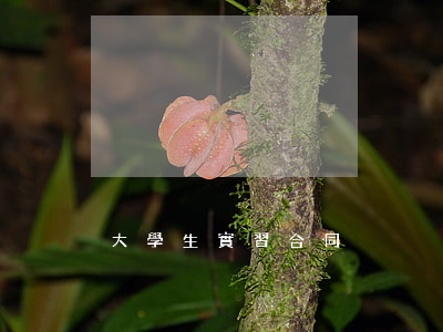 大學生實習合同