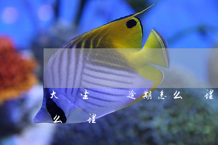 大學生網貸逾期怎么處理(大學生網貸逾期怎么處理)