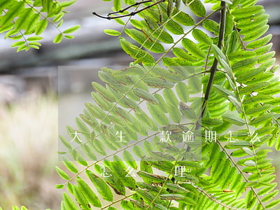 大學生貸款逾期怎么處理(大學生貸款無法償還怎么處理)