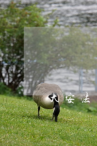 大安法師離婚了嗎(大安法大安法師)