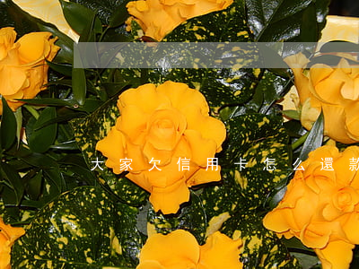 大家欠信用卡怎么還款-如何還信用卡欠款