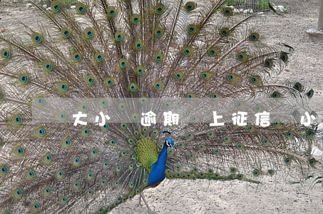 大小貸逾期會上征信嗎 小貸逾期多久上征信
