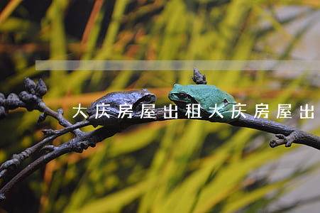 大庆房屋出租(大庆房屋出租网)