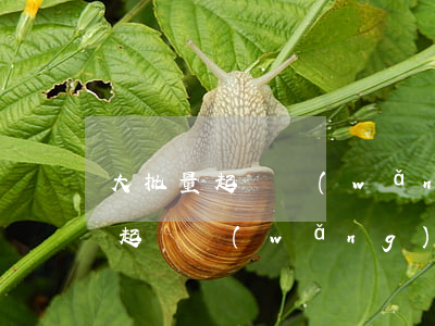 大批量起訴網(wǎng)貸的案例（大批量起訴網(wǎng)貸）