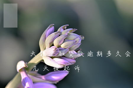 大数金融贷款逾期多久会起诉(大数金融逾期几天被起诉?)