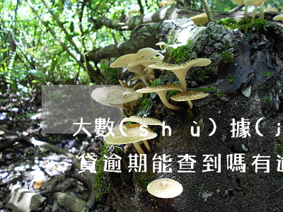 大數(shù)據(jù)網(wǎng)貸逾期能查到嗎(有逾期查不到網(wǎng)貸機構(gòu))